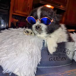 Pomeranian Puppies from Lovingood Farms