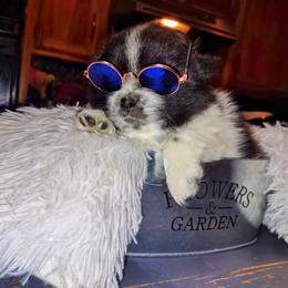 Pomeranian Puppies from Lovingood Farms