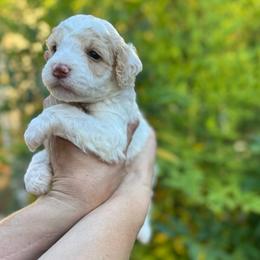 Sleepy - Parti male Goldendoodle puppy in Stockton, California from Port City Doodles