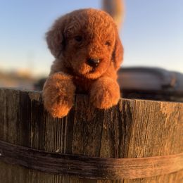 Big Baby Boy - Red  male Poodle puppy in Jurupa Valley, California from gucci_bentleys_goldendoodles