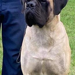 Mastiff All Grown Up from Cedarhills