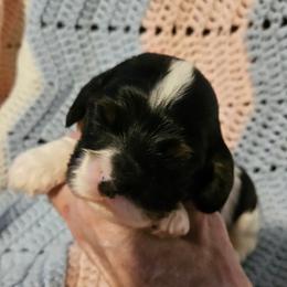 Girl 2 - Black white and tan female Cocker Spaniel puppy in New Riegel, Ohio from Riegelz Cockers