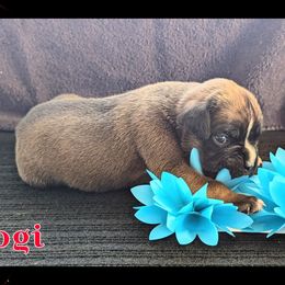 Yogi - Fawn male Boxer puppy in Mountain Home, Idaho from LJK Boxers & Toy Aussies