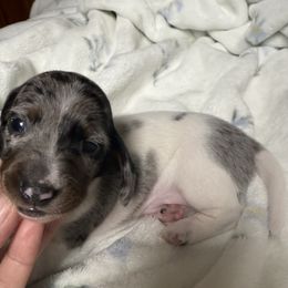 Orion - Dapple male Dachshund puppy in Chillicothe, Ohio from Brittney's Dachshunds