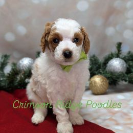 Pine Green Boy - Parti male Poodle puppy in St George, Utah from Crimson Ridge Poodles