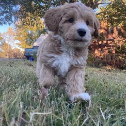 Australian Labradoodle Puppies from Chickadee Labradoodles