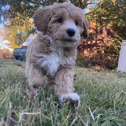 Australian Labradoodle Puppies from Chickadee Labradoodles
