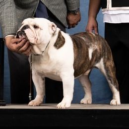 Sweet William - Bulldog