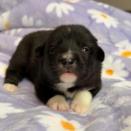 Shelby - female Nenets Herding Laika puppy in Rockville, Maryland from Skais the Limit