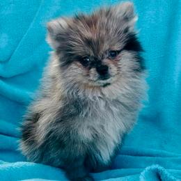 Ashley - Blue merle female Pomeranian puppy in Green Cove Springs, Florida from Natasha's Ark of Joy