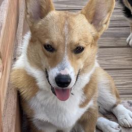 Ranger - Pembroke Welsh Corgi