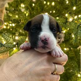Rodrick - Fawn male Boxer puppy in Jamesville, New York from Reynolds Homestead Boxers