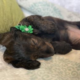Dachshund Puppies from Meyerhaus (Weenie-Corn Ranch)