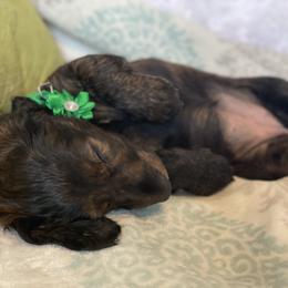 Dachshund Puppies from Meyerhaus (Weenie-Corn Ranch)