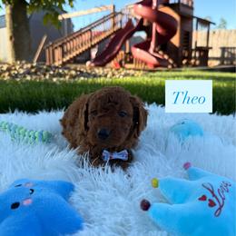 Theo - Apricot male Cavapoo puppy in Port Orange, Florida from Royal doodles of Florida