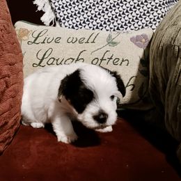 Assorted Doodle Crosses, Double Doodle, Maltipoo, Morkie, and Yorkipoo Puppies from Danza Bolo