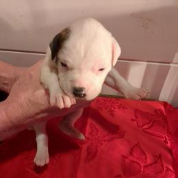 Girl 4 - White and black female American Bulldog puppy in La Porte, Indiana from Slayton's American Bulldogs