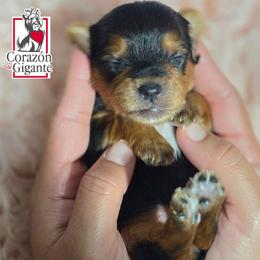 Kitana - Black and tan female Yorkshire Terrier puppy in California from Corazon de gigante