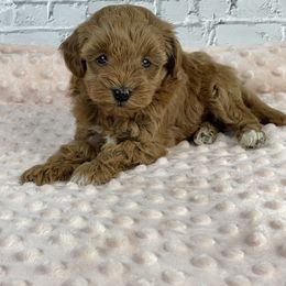 Sugar - Red  female Goldendoodle puppy in Millersburg, Ohio from Ohio Puppy Paws