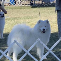 Finley - Samoyed