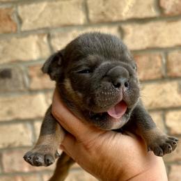 Girl 4 - Blue tri-color female Bulldog puppy in Hernando, Mississippi from Blues City Bulldogs