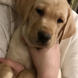 Labrador Retriever Puppies from Sycamore Kennels