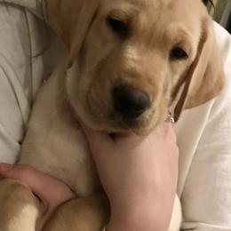 Labrador Retriever Puppies from Sycamore Kennels