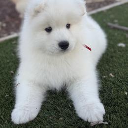 Sweet baby Boy - White male Samoyed puppy in Paulden, Arizona from Carefree Samoyeds & Deserthills Labradors