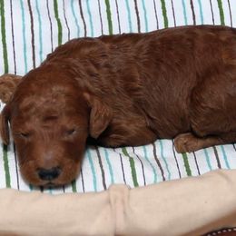 Poodle Puppies from Noblelee Kennel