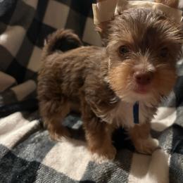 Little Tippers - Chocolate, tan and white male Yorkshire Terrier puppy in Black Canyon City, Arizona from Sweet Hart Yorkies