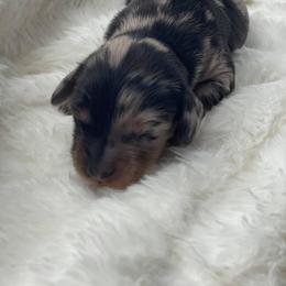 Dachshund Puppies from Hart Dachshunds