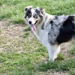 Australian Shepherd puppies from Oak Haven Aussies
