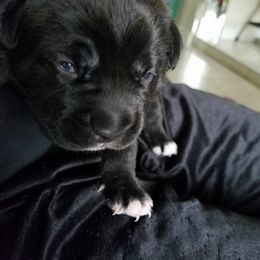 Cane Corso Puppies from Stephenson's Kennel