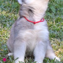 Pomsky and Siberian Husky Puppies from Beastly Beauties Huskies & Pomskies