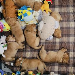 Labrador Retriever Puppies from Rustic Ridge Labradors