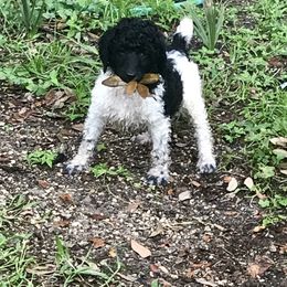 Poodle Puppies from Southern Standards