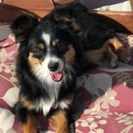 Aussiedoodles, Goldendoodles, Labradoodles, and Miniature Australian Shepherds from J & L Nebraska Dog