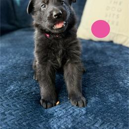 Fission - Black female German Shepherd puppy in Medical Lake, Washington from Nine Realms German Shepherds