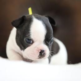 Yellow Collar - White and brindle female French Bulldog puppy in Wichita, Kansas from Phantasticus French Bulldogs