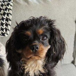 Cavalier King Charles Spaniel and Companion Cross All Grown Up from Bluffroads Cavaliers and Chiliers
