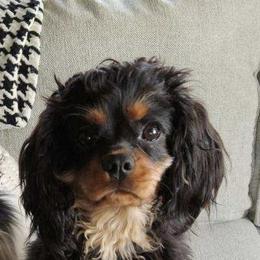 Cavalier King Charles Spaniel and Companion Cross All Grown Up from Bluffroads Cavaliers and Chiliers