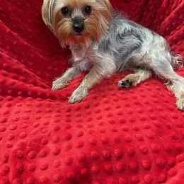 Sugar - Yorkshire Terrier