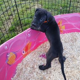 Cosmo - Black male Great Dane puppy in Marshall, Michigan from Dream K9