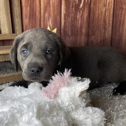 Labrador Retriever puppies from Royalty Retrievers