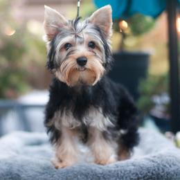 Sweet Girl - Blue and gold female Yorkshire Terrier puppy in Stanton, California from Essence of Grace Yorkies