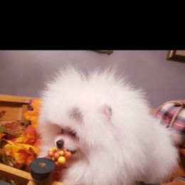 Pomeranian Puppies from Picky Chic Pomeranians