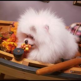 Pomeranian Puppies from Picky Chic Pomeranians