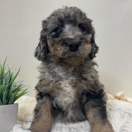 Butter - Merle female Bernedoodle puppy in Silver Lake, Indiana from ‘Mut’zger Doodles