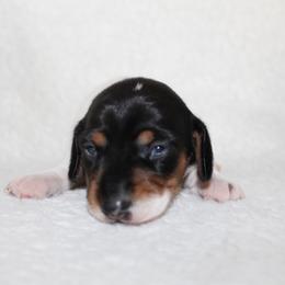 Nara - Piebald female Dachshund puppy in Fairfax, Iowa from Grayson’s Lovable Dachshunds