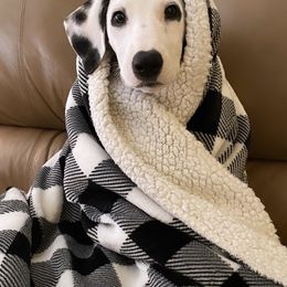 Dalmatian Puppies from Whispered Spots Dalmatians